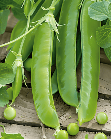 Sugar Pea Record seeds (Pisum sativum) – annual vegetable