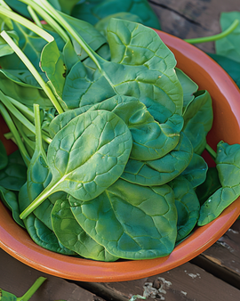 Spinach Seeds Amsterdam Large Leaved Spinacia Oleracea Annual