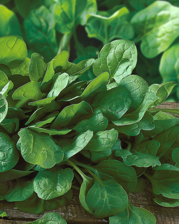Spinach Breedblad Scherpzaad Broad Leaf seeds (Spinacia oleracea) – annual vegetable