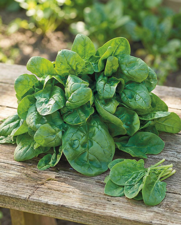 Spinat Securo 50g (Spinacia oleracea) – einjährige Gemüsesamen von SeedsChoice