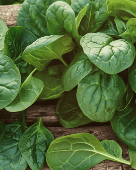 Spinach Nores Garden Seeds Spinacia Oleracea Annual Variety