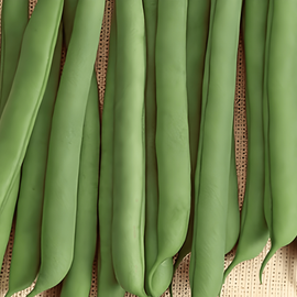 Buschbohnensamen Prelude Phaseolus Vulgaris einjährig