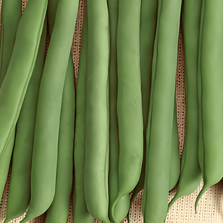 Buschbohne Prelude Samen (Phaseolus vulgaris) – einjähriges Gemüse
