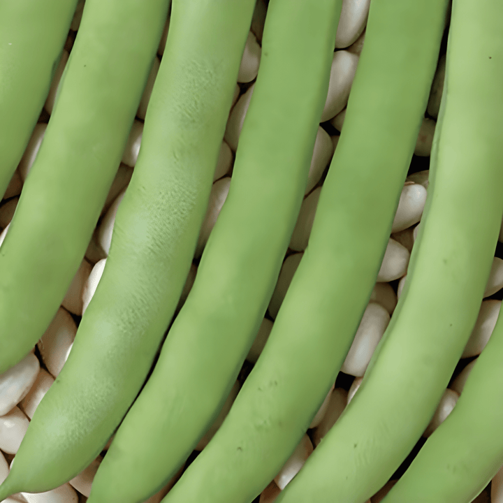 Dwarf Bean Record Green Pods seeds (Phaseolus vulgaris) – annual vegetable