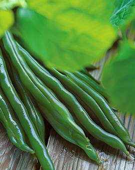Buschbohnensamen Miracle Phaseolus Vulgaris einjährig 250g