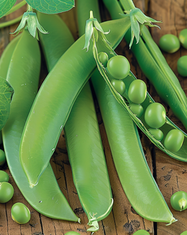 Kelvedon Wonder Pea Seeds Pisum Sativum Annual 250g