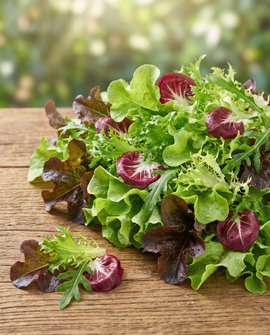 Französische Salatmischungssamen Bio einjährig Mesclun-Mix