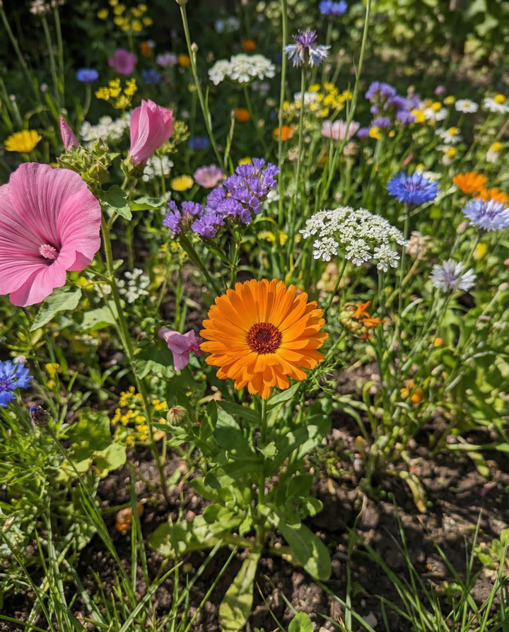 Wildblumenmischung 2-g-Packung Samen – einjährige Bio-Blume