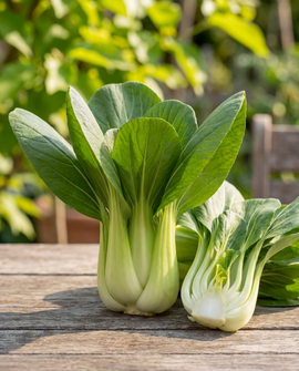 Pak Choi Seeds Bopak F1 Brassica Rapa Annual