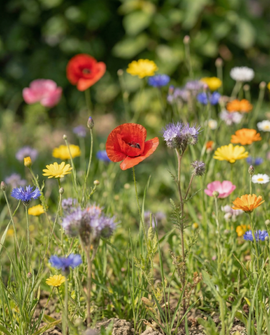 Ladybird Flower Mix Seeds Annual 25 M2 Scatter Box Mix
