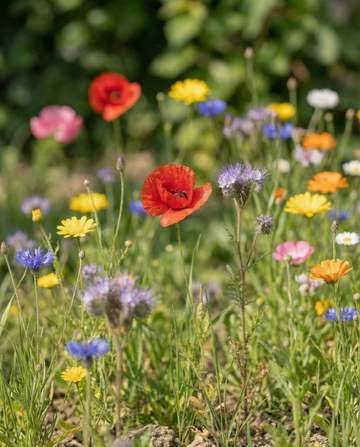 Ladybird Mix 25 M2 Scatter Box Samen – einjährige Blume