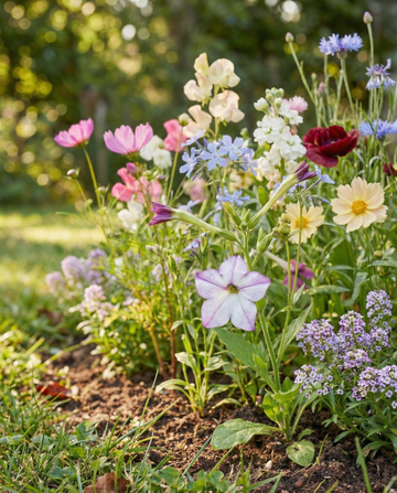 Fragrant Mix 15 Varieties M2 Pack – annual flower seeds from SeedsChoice