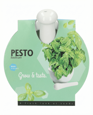 Ocimum basilicum – Basil Mortar Set grown from seed