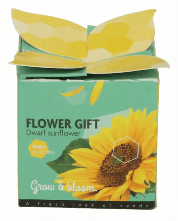 Zwerg-Sonnenblume Gift (Helianthus annuus) – einjähriges Anzucht-Set Samen von SeedsChoice