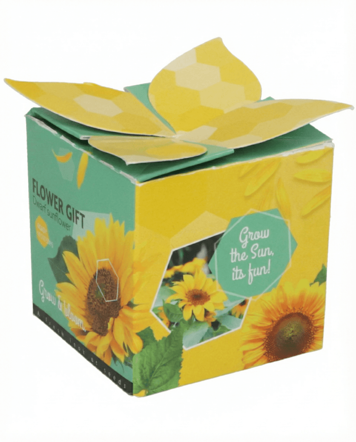 Zwerg-Sonnenblume Geschenk Samen (Helianthus annuus) – einjähriges Anzucht-Set