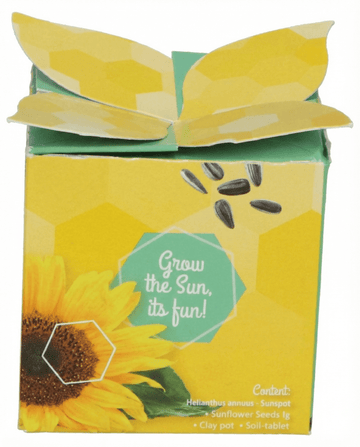Helianthus annuus – Zwerg-Sonnenblume Geschenk aus Samen gezogen