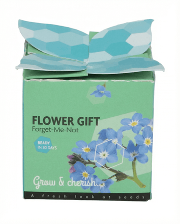 Myosotis alpestris – Vergissmeinnicht Terracotta Pot 0.1g aus Samen gezogen