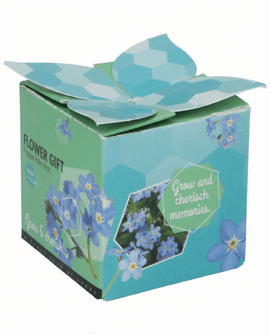 Forget-Me-Not Seeds Myosotis Alpestris Biennial Grow Kit Terracotta Pot 0.1g