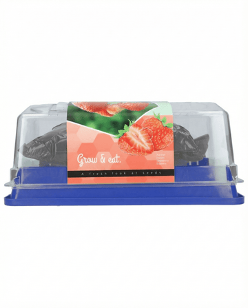 Erdbeere Grandian F1 Gewächshaus Samen (Fragaria × ananassa) – mehrjähriges Anzucht-Kit