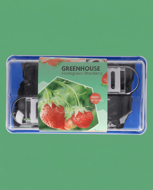 Erdbeere Grandian F1 Gewächshaus (Fragaria × ananassa) – mehrjähriges Anzucht-Kit Samen von SeedsChoice