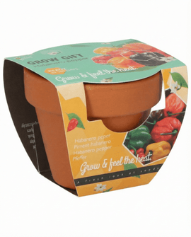 Habanero Pepper Seeds Capsicum Chinense Terracotta Pot Grow Kit