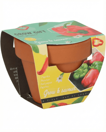 Capsicum annuum – Paprika im Terrakottatopf, aus Samen gezogen