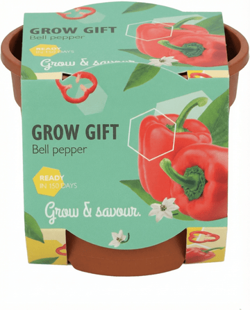 Paprika Terracotta Pot Samen – Anzuchtset von SeedsChoice