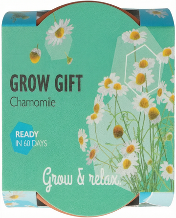 Kamille Samen – einjähriges Anzucht-Set von SeedsChoice