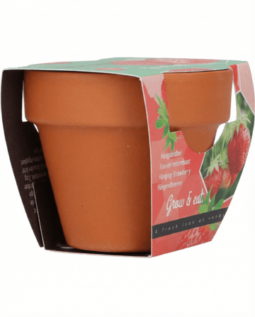 Hanging Strawberry seeds – perennial from SeedsChoice