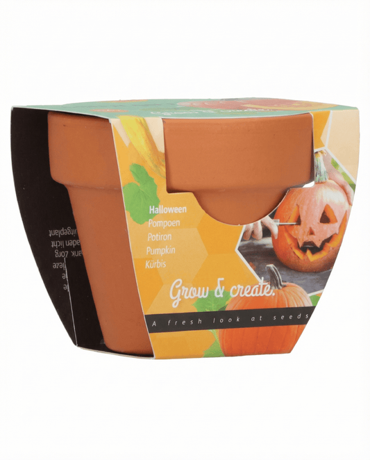 Halloween Pumpkin (Cucurbita pepo) – Anzuchtset-Samen von SeedsChoice