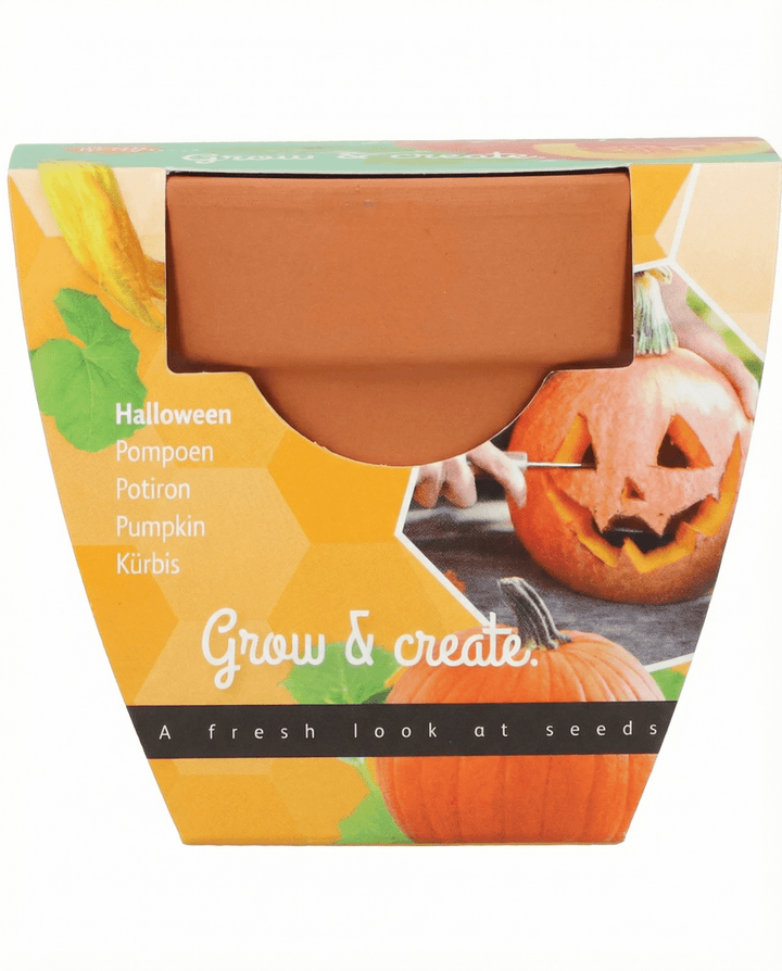 Halloween Pumpkin Samen (Cucurbita pepo) – Anzuchtset
