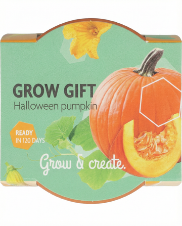 Cucurbita pepo – Halloween Pumpkin grown from seed