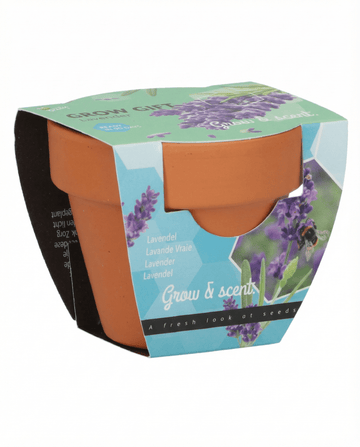 Lavender (Lavandula angustifolia) – perennial grow kit seeds from SeedsChoice