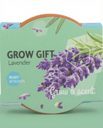 Lavender seeds – perennial grow kit from SeedsChoice