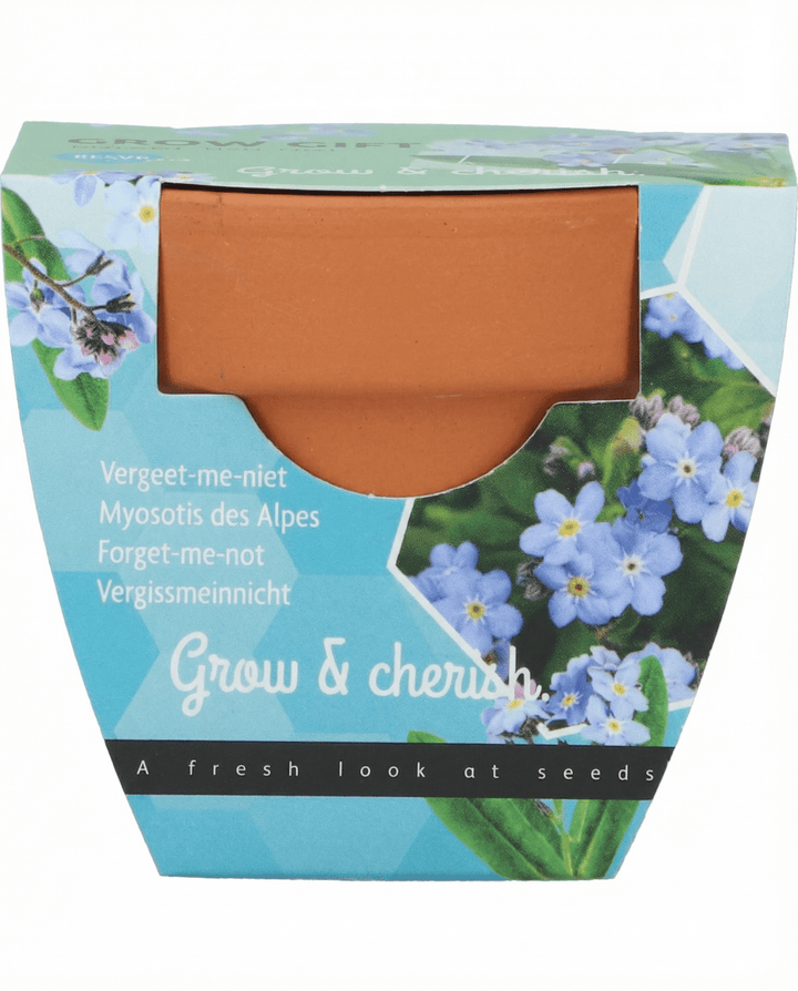 Vergissmeinnicht Samen (Myosotis alpestris) – Anzucht-Set