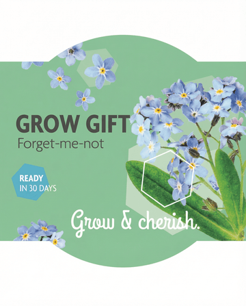 Myosotis alpestris – Vergissmeinnicht aus Samen gezogen