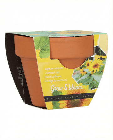 Zwerg-Sonnenblume Geschenk Terrakotta-Topf Samen (Helianthus annuus) – Anzucht-Set