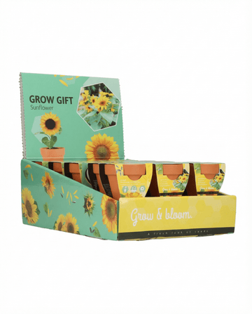 Zwerg-Sonnenblume Gift Terracotta Pot (Helianthus annuus) – Anzucht-Set Samen von SeedsChoice