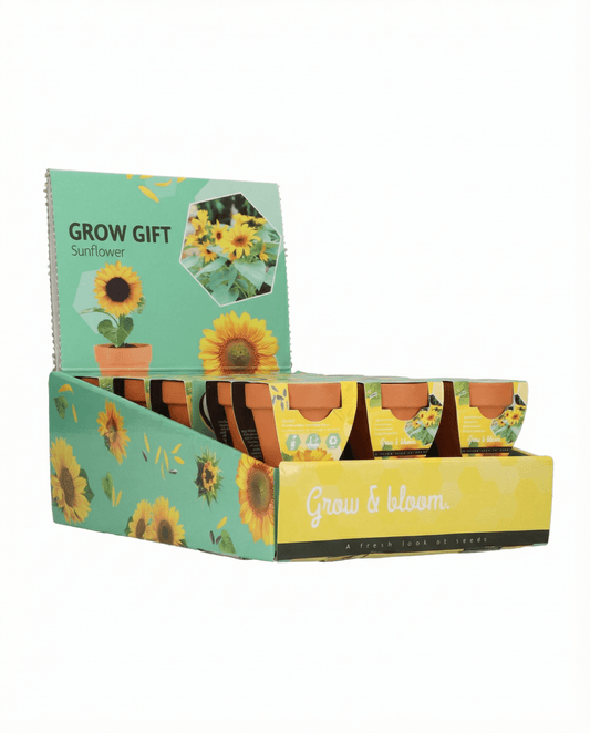 Zwerg-Sonnenblume Gift Terracotta Pot (Helianthus annuus) – Anzucht-Set Samen von SeedsChoice