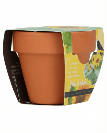 Helianthus annuus – Zwerg-Sonnenblume Geschenk Terrakotta-Topf aus Samen gezogen