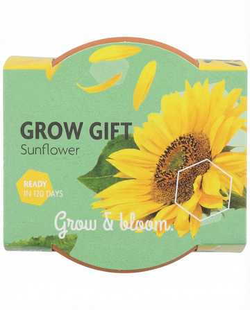 Zwerg-Sonnenblume Geschenk Terrakotta-Topf Samen – Anzucht-Set von SeedsChoice
