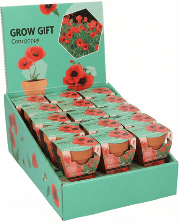Papaver rhoeas – Klatschmohn Terracotta-Topf aus Samen gezogen