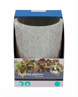 Coleus Seeds Coleus Blumei Hanging Planter Kit Indoor