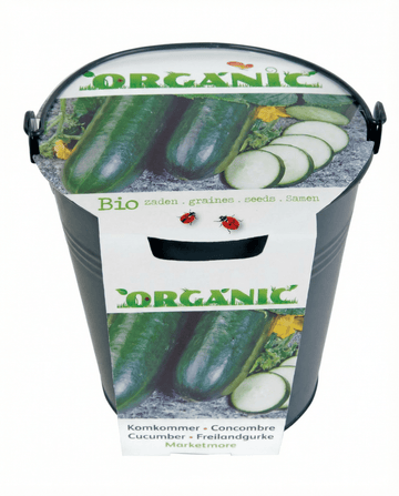 Cucumber Marketmore seeds (Cucumis sativus) – organic vegetable
