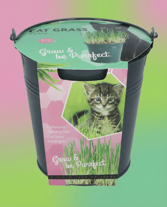 Cat Grass Barley Bucket (Hordeum vulgare) – grow kit seeds from SeedsChoice