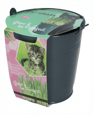 Katzengras Gerste Eimer Samen – Anzuchtset von SeedsChoice