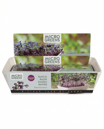 Raphanus sativus – Daikon Radish Microgreens grown from seed