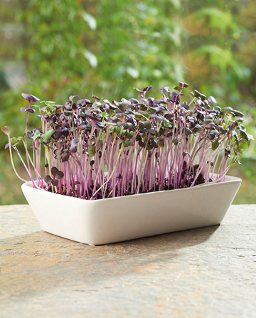 Daikon Radish Microgreens seeds – grow kit from SeedsChoice