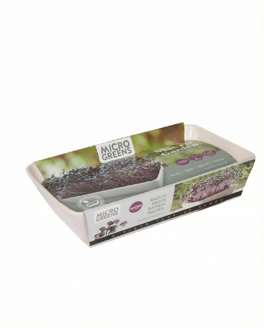 Daikon Radish Microgreens (Raphanus sativus) – Anzucht-Kit Samen von SeedsChoice