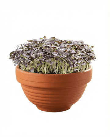Brassica japonica – Red Mizuna Microgreens Terrakotta-Gemüse aus Samen gezogen